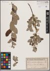Foto von Salix aurita L. x Salix lapponum L.